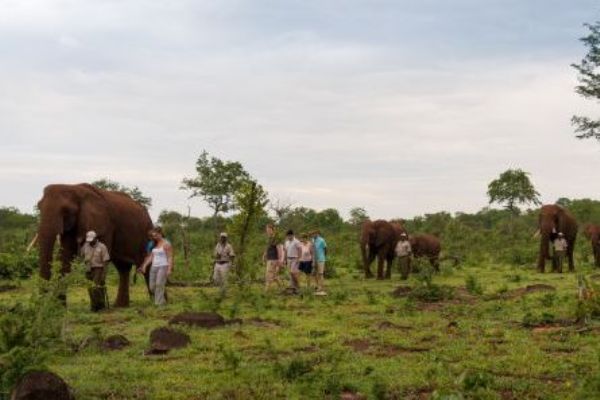Elephant Encounter Walk with Giants