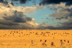 Across East African Plains