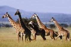 Ultimate Southern Africa Safari