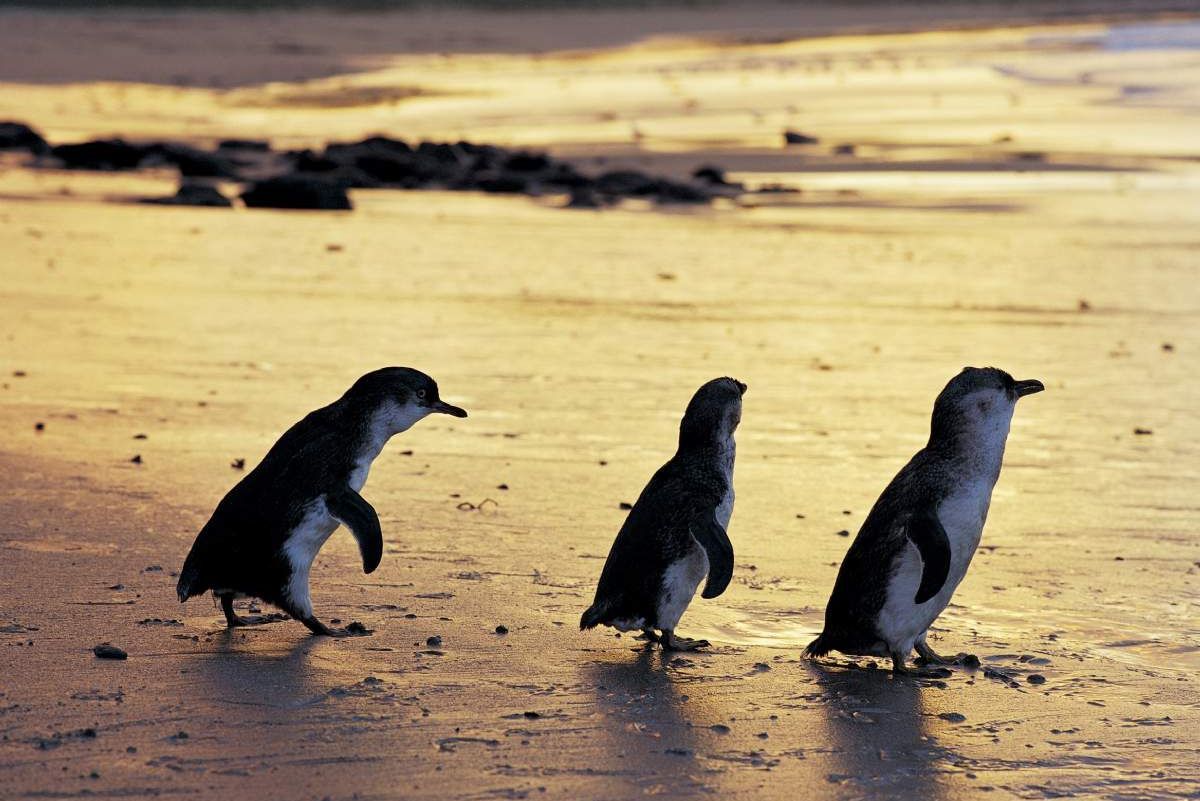 Phillip Island Little Penguin Tour