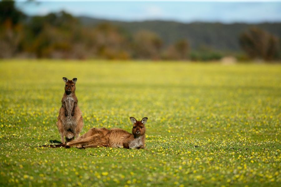 Grassdale Kangaroo Island Grassdale Kangaroo Island