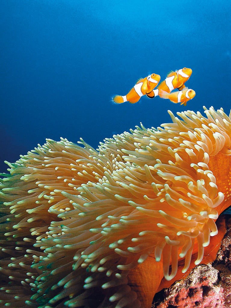 Clownfish with Anemone off Green Island, Cairns Photo Credit: Tourism Queensland