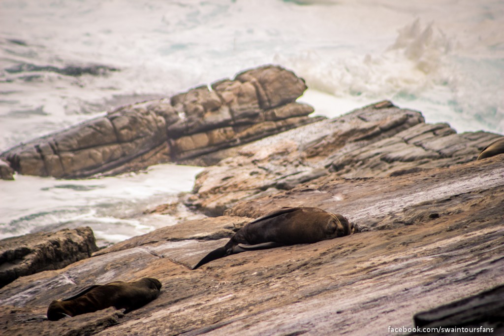 Seals at Admiral's Arch