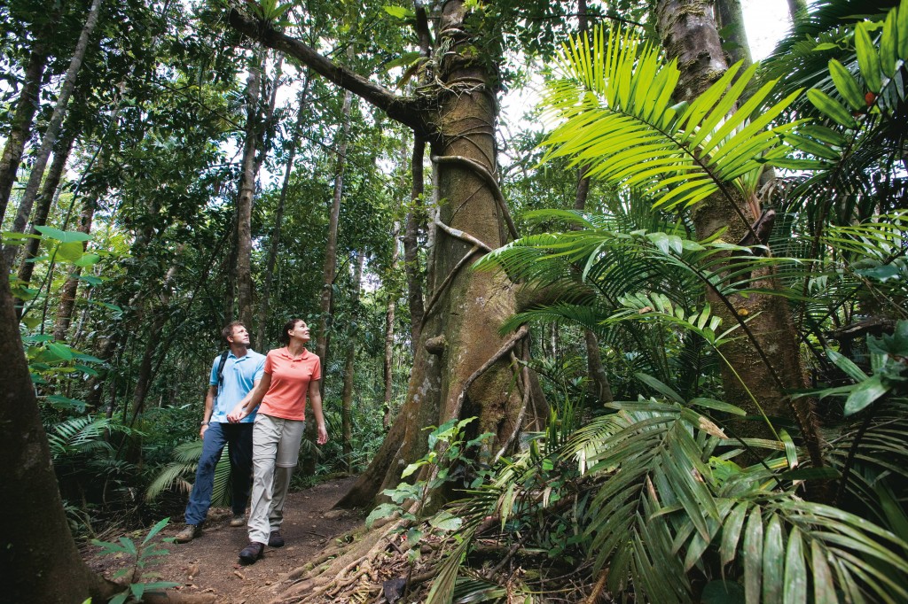 Rainforest around Ellinjaa Falls Photo Credit: Tourism Queensland