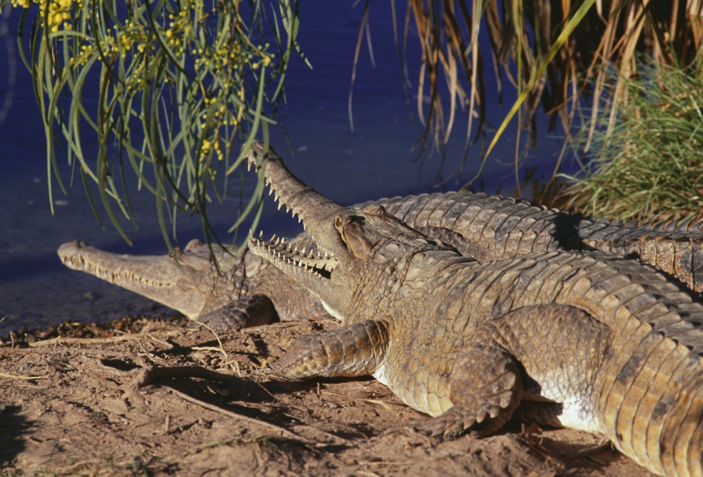 Freshwater Crocodiles | Photo Credit: Tourism Australia