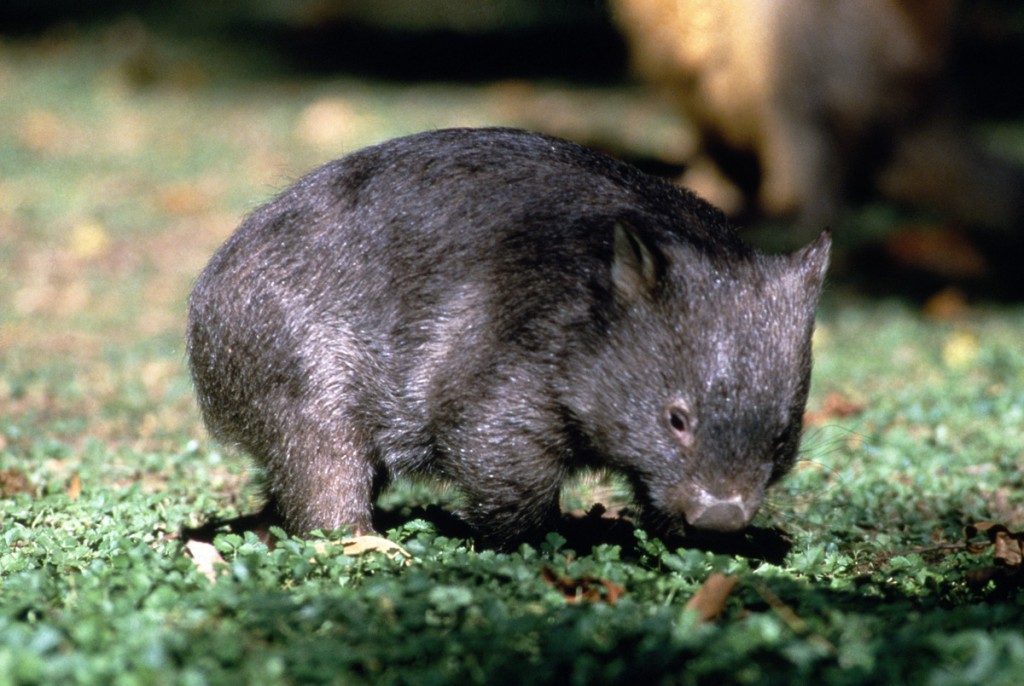 Wombat | Photo Credit: Tourism Australia