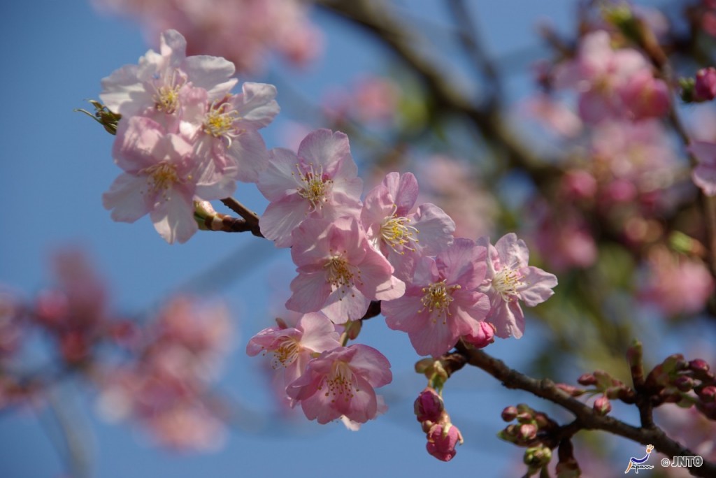 Cherry blossom | Photo Credit: Japan National Tourism Organization