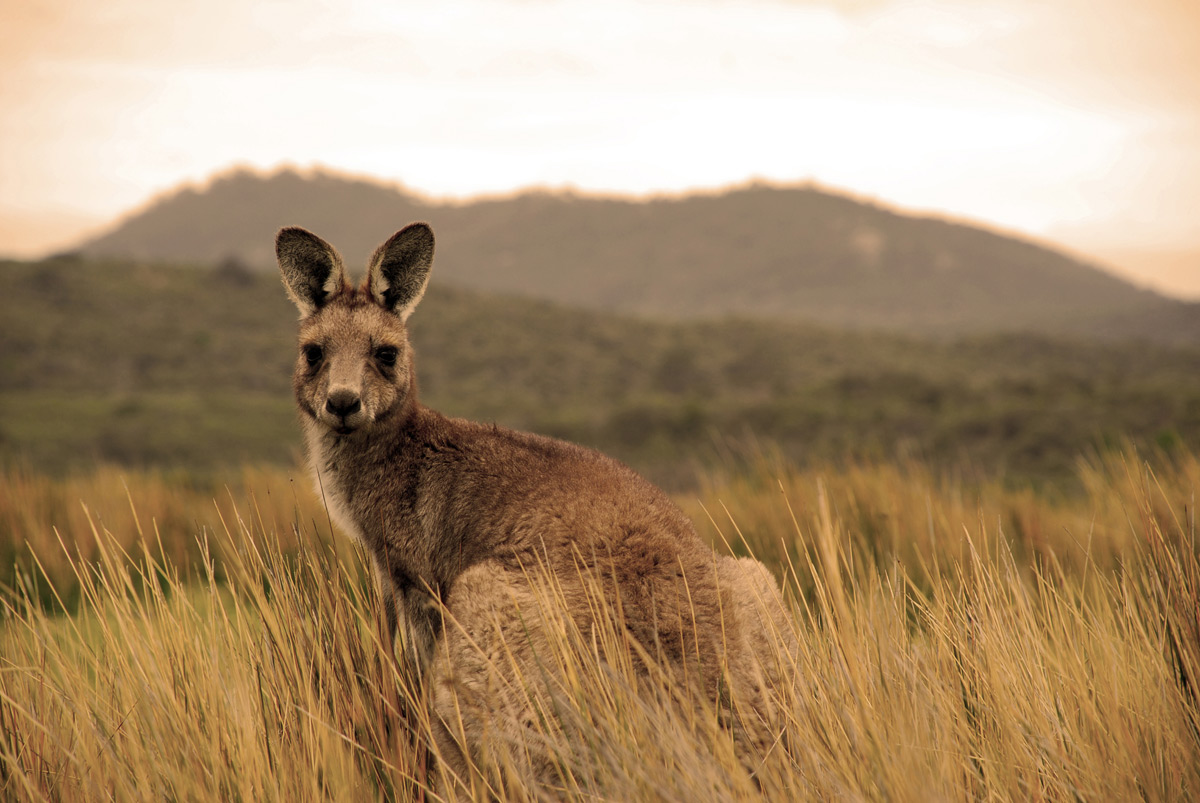 Australia is a unique wonderland of animals