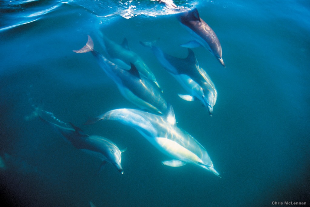 Bottle-nosed dolphins | Photo Credit: Tourism New Zealand