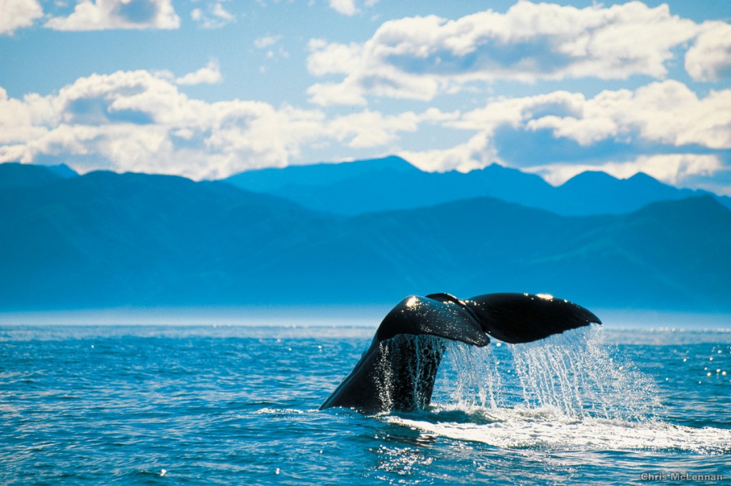 Whale Watching in Kaikoura | Photo Credit: Tourism New Zealand