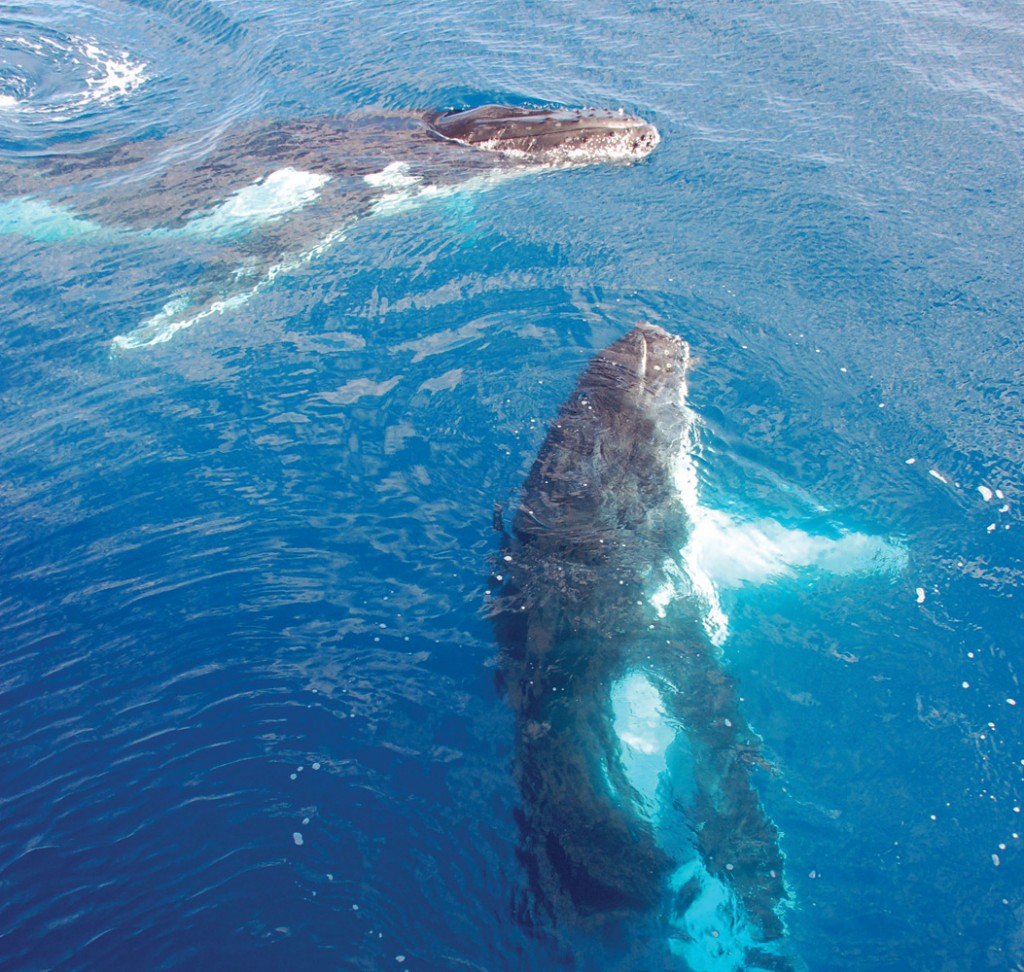 Whale Watching | Photo Credit Thompsons Africa