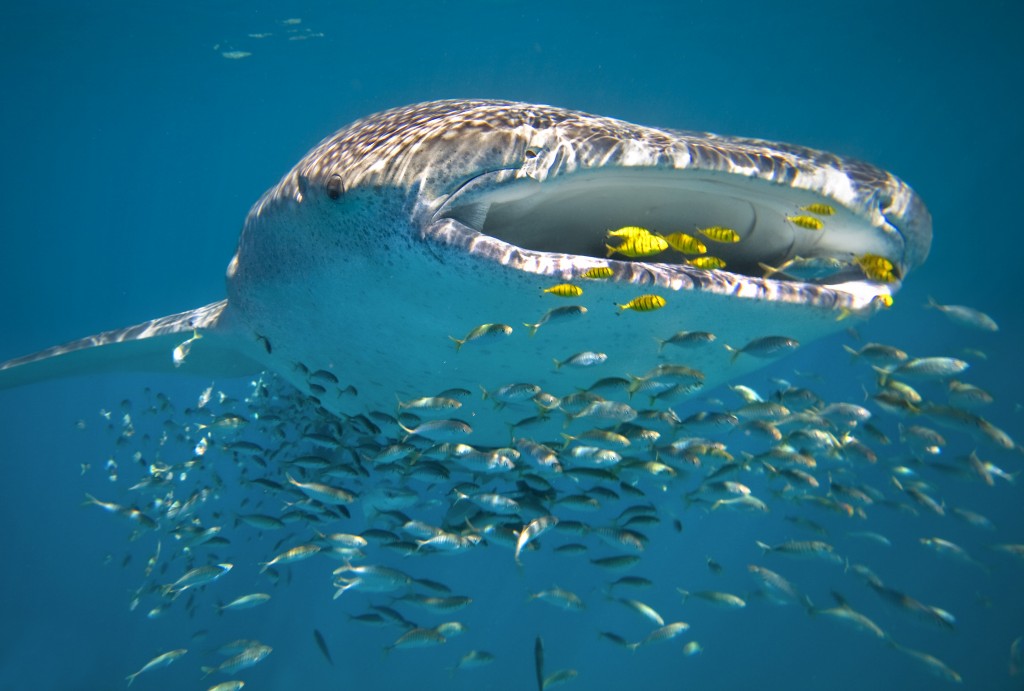 Whale Shark (Rhincodon typus) swimming Ningaloo Reef, Western Australia Photo Credit: Sal Salis