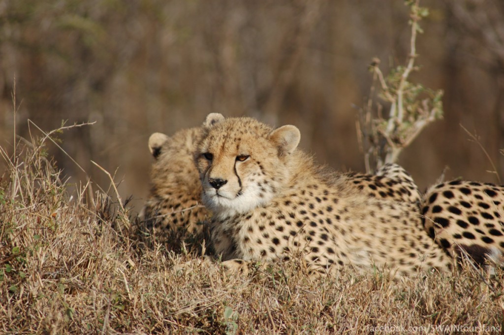 The two cubs lounging around