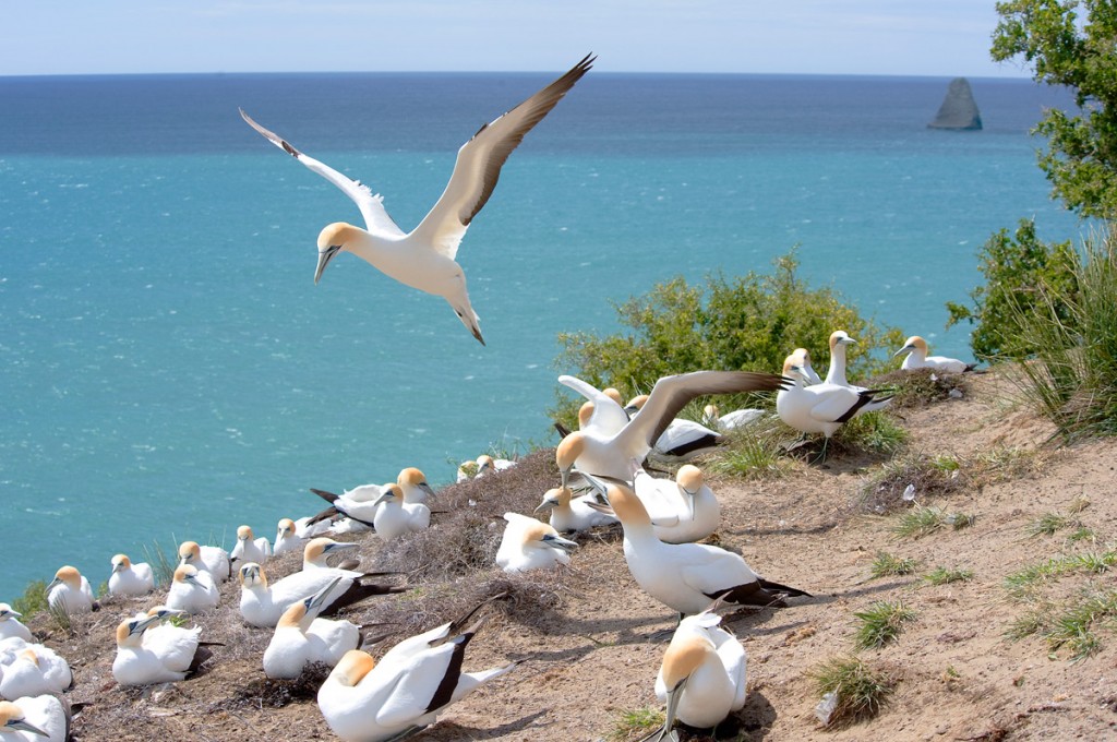 Gannet Colony | Photo Credit: The Farm at Cape Kidnappers