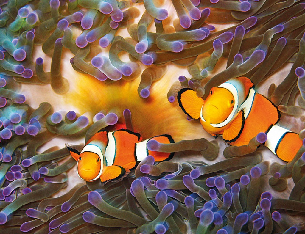 Clownfish with Anemone, off Opal Reef near Port Douglas | Photo Credit: Tourism and Events Queensland