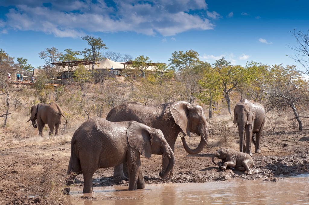Elephants at the Watering Hole | Photo Credit: The Elephant Camp