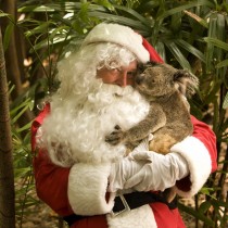 Santa with a Koala | Photo Credit: Tourism and Events Queensland