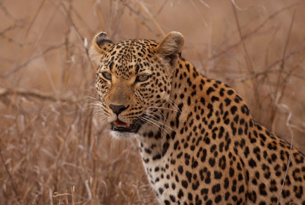 Leopard | Photo Credit: Sabi Sand