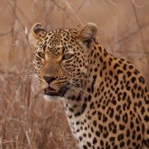 Leopard | Photo Credit: Sabi Sand
