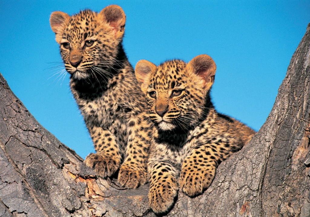 Leopard Cubs | Photo Credit: Londolozi