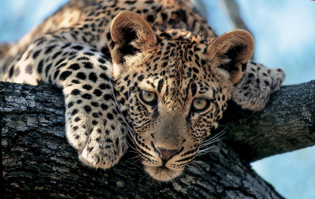 Leopard Stare | Photo Credit: Londolozi