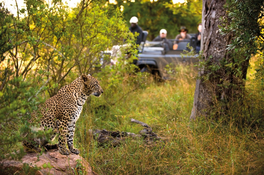 Leopard | Photo Credit: Lion Sands