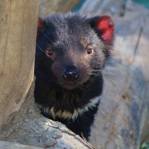 Tasmanian Devil | Photo Credit: Tourism Tasmania