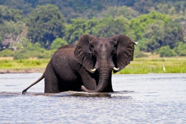 Chobe National Park and River Cruise