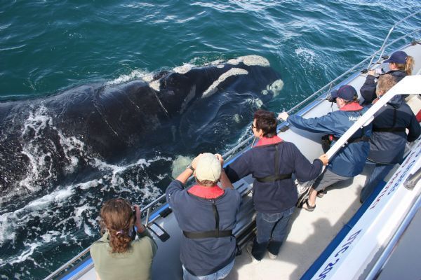 Dyer Island Cruise Marine Big 5