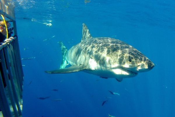 False Bay Shark Viewing and Diving Tour