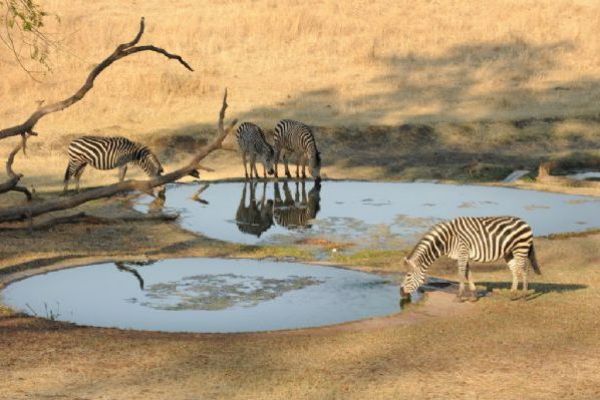 Game Drive in Victoria Falls Private Game Reserve