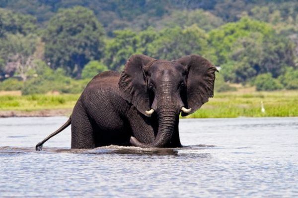 Chobe National Park Tour