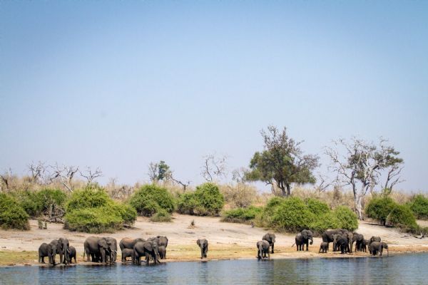 Chobe National Park Tour