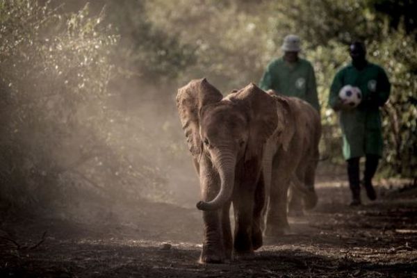 David Sheldrick Wildlife Trust - Elephant and Rhino Orphanage Visit