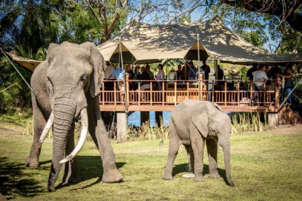 Elephant Cafe and Interaction Experience