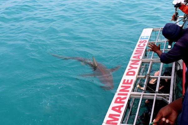 Gansbaai Shark Viewing and Diving Tour