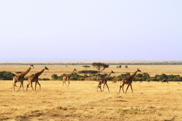 Maasai Mara National Reserve game viewing