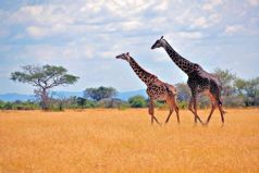 Game Viewing in the Serengeti