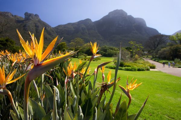 Kirstenbosch Botanical Gardens Tour