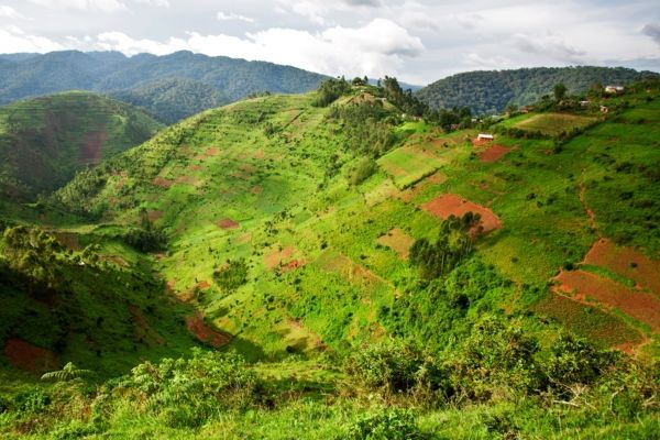 Bwindi Impenetrable Forest