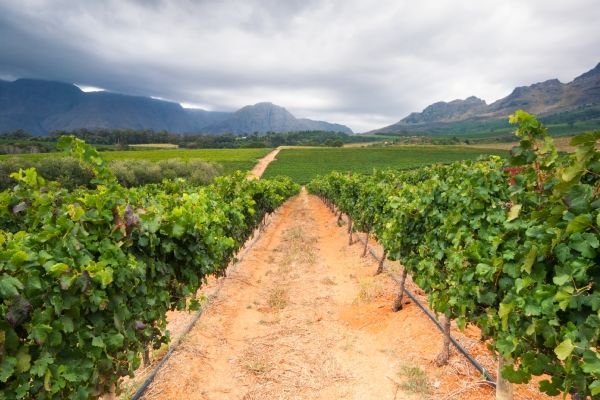 Cape Winelands