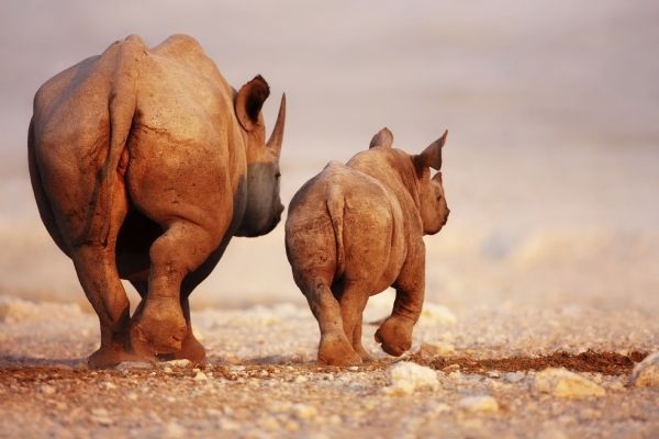 Etosha National Park