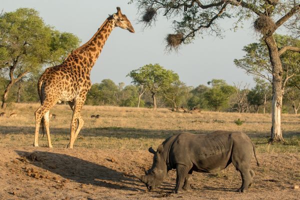 Greater Kruger Area