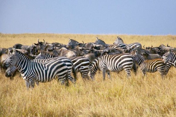 Greater Masai Mara