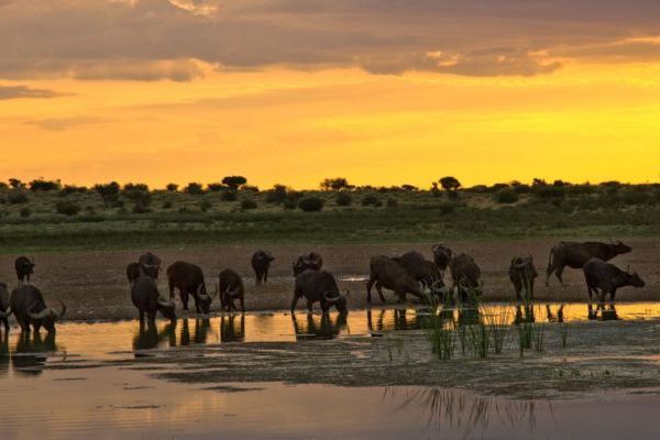 Tswalu Kalahari Game Reserve