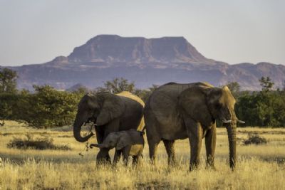 Best of Namibia Wing Safari