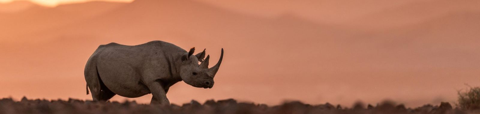 Best of Namibia Wing Safari
