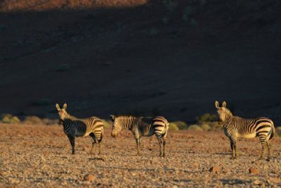 Best of Namibia Wing Safari