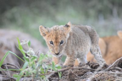 Cape and Safari In-Style