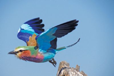 Classic Southern Africa